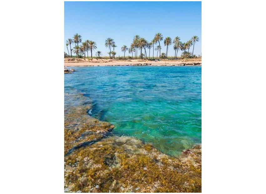 Obra nueva - Apartamento / Piso -
Torrevieja