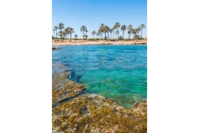 Obra nueva - Apartamento / Piso -
Torrevieja